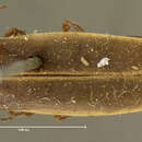 Image of <i>Photinus punctulata</i>