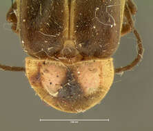 Image of <i>Photinus punctulata</i>