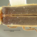 Image of Photinus umbratus Le Conte 1878