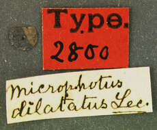 Imagem de Microphotus dilatatus Le Conte 1866