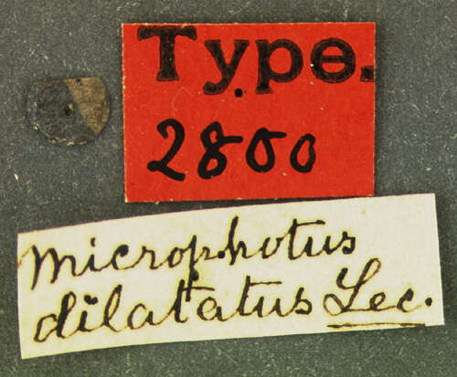 Imagem de Microphotus dilatatus Le Conte 1866