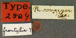Image of Photuris (Photuris) congener Le Conte 1852
