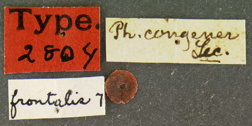 Image of Photuris (Photuris) congener Le Conte 1852