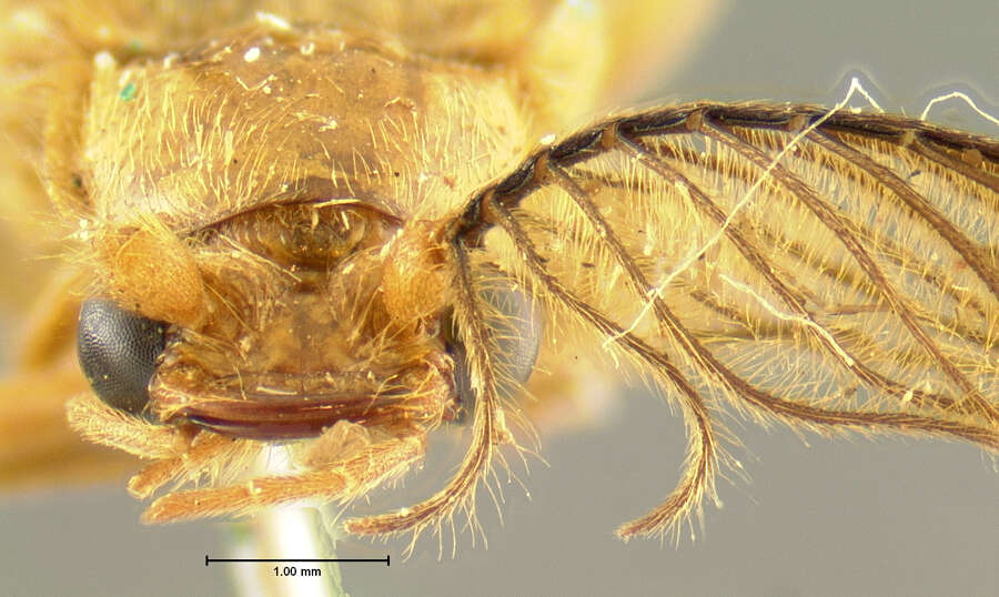 Image of <i>Phengodes frontalis</i>