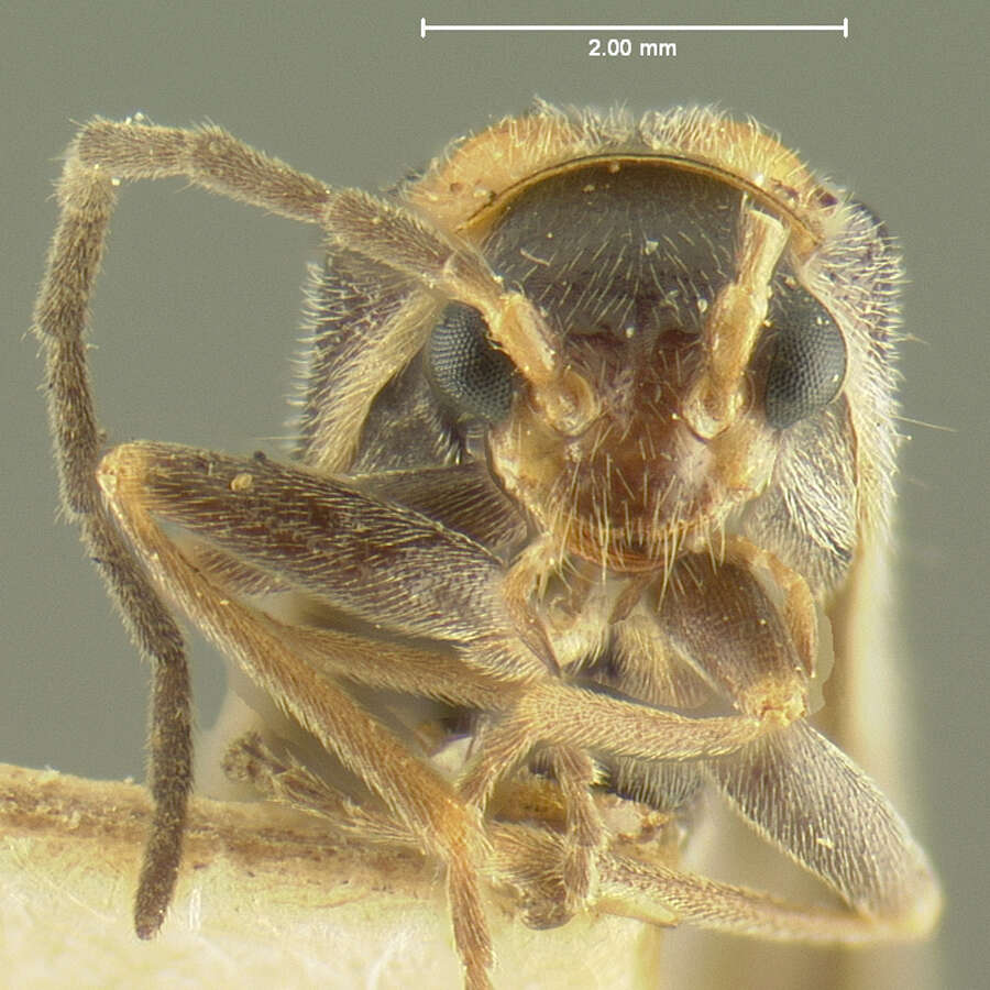 Image of <i>Telephorus excavatus</i>