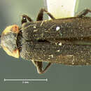 Image of <i>Telephorus costipennis</i>