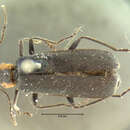 Image of <i>Podabrus scaber</i>