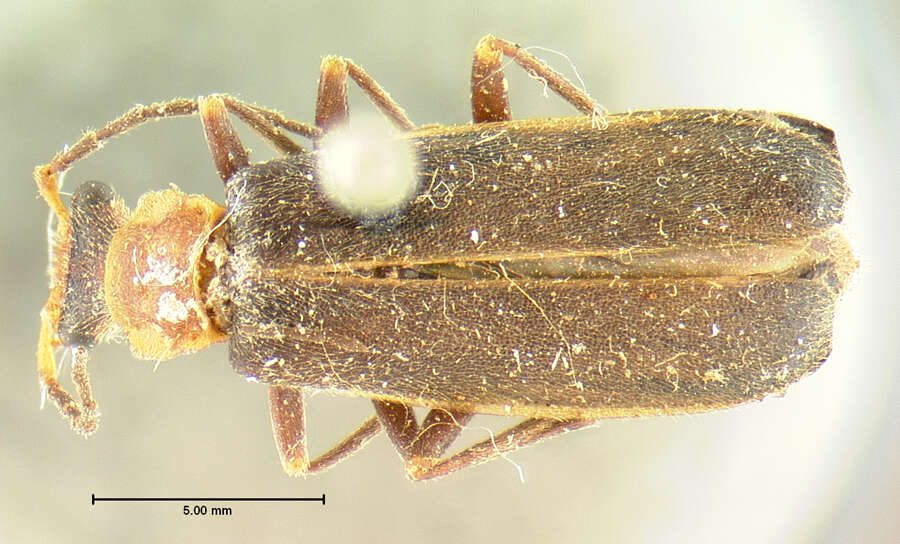 Image de <i>Podabrus cinctipennis</i>