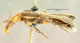 Image de <i>Podabrus cinctipennis</i>