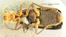 Image de <i>Podabrus cinctipennis</i>