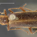 Image de <i>Podabrus limbellus</i>