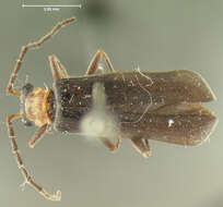 Image de <i>Podabrus punctatus</i>