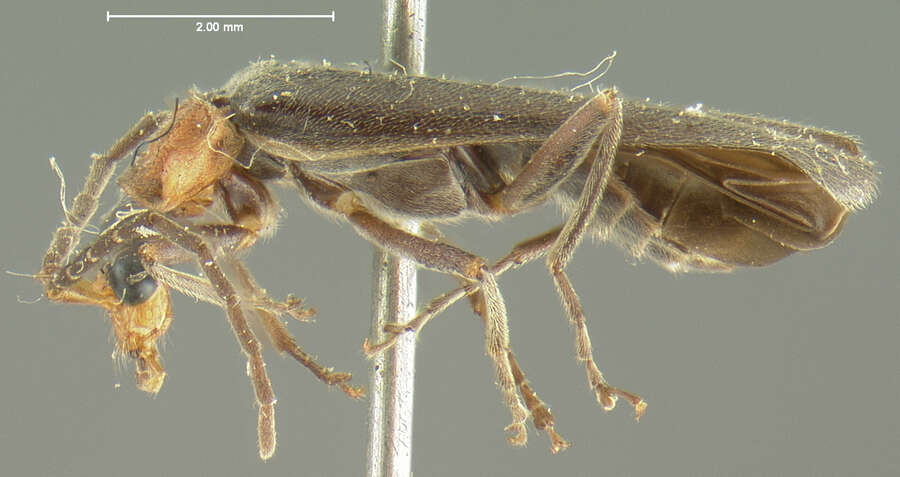 Image de <i>Podabrus punctatus</i>