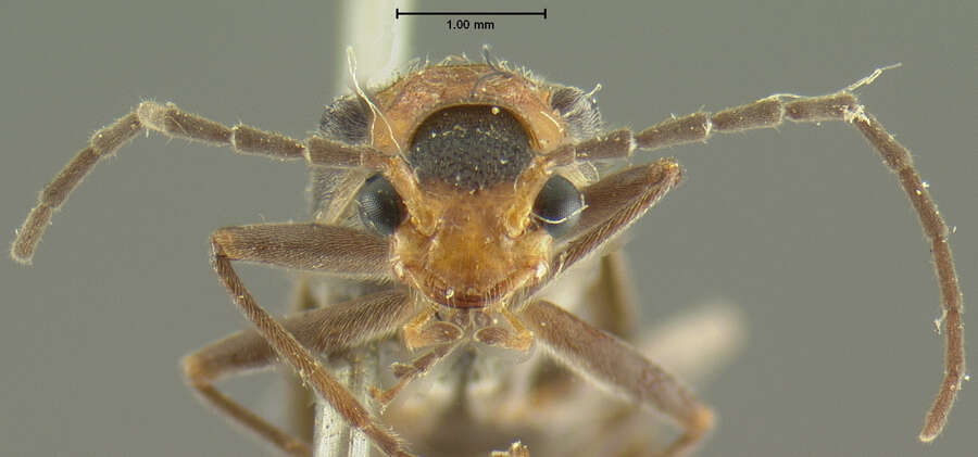 Image de <i>Podabrus punctatus</i>