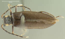 Image of <i>Podabrus lateralis</i> Le Conte 1876