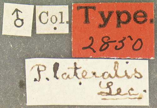 Image of <i>Podabrus lateralis</i> Le Conte 1876