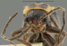 Image of <i>Telephorus alticola</i>