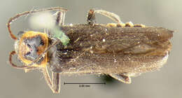 Image of <i>Telephorus divisus</i>