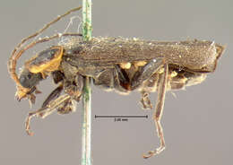 Image of <i>Telephorus divisus</i>