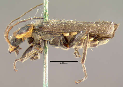 Image of <i>Telephorus divisus</i>