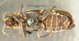 Image of <i>Telephorus divisus</i>