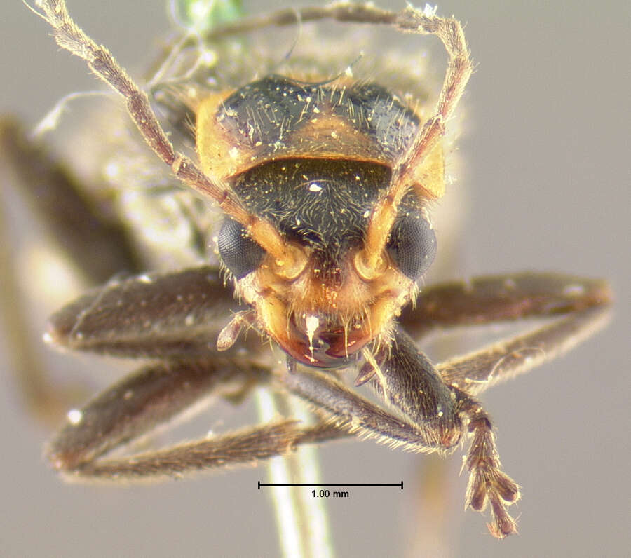 Image of <i>Telephorus divisus</i>