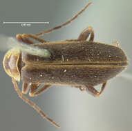 Image of <i>Telephorus marginellus</i>