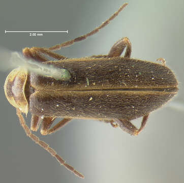 Image of <i>Telephorus marginellus</i>