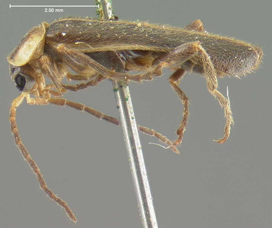 Image of <i>Telephorus marginellus</i>