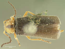 Image of <i>Telephorus flavipes</i>