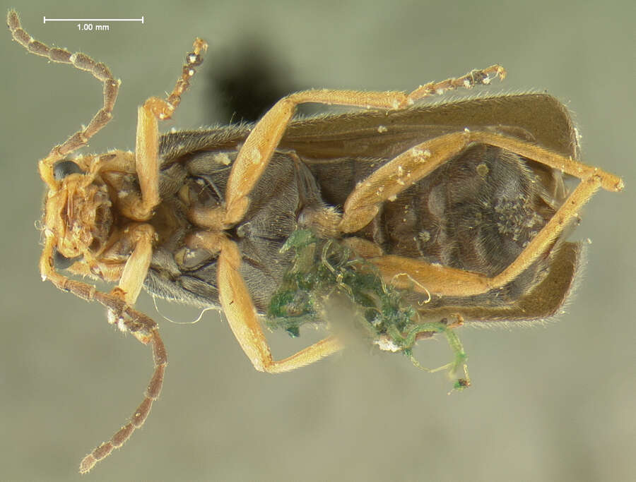 Image of <i>Telephorus flavipes</i>