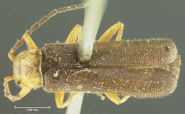 Image of <i>Telephorus dichrous</i>