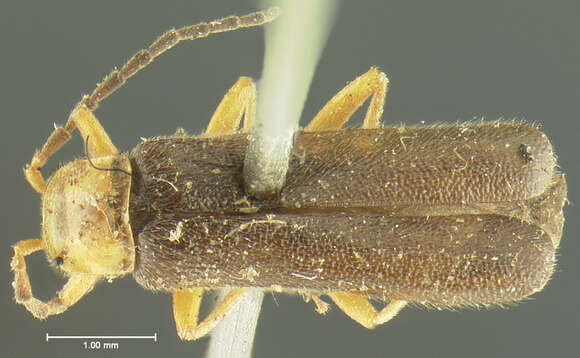 Image of <i>Telephorus dichrous</i>