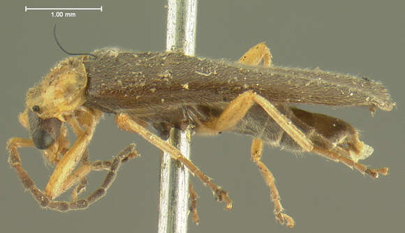 Image of <i>Telephorus dichrous</i>