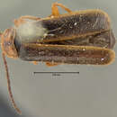 Image of <i>Telephorus cinctellus</i>