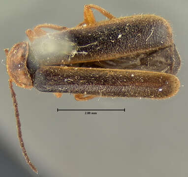 Image of <i>Telephorus cinctellus</i>