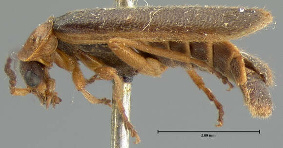 Image of <i>Telephorus cinctellus</i>