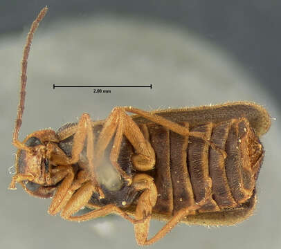 Image of <i>Telephorus cinctellus</i>