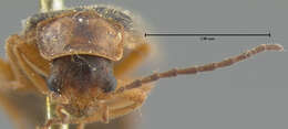 Image of <i>Telephorus cinctellus</i>