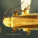 Image of <i>Telephorus longulus</i>