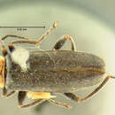 Image of <i>Telephorus grandicollis</i>