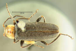 Image of <i>Telephorus grandicollis</i>