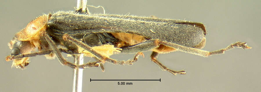 Image of <i>Telephorus grandicollis</i>