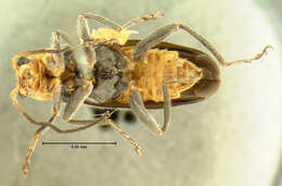 Image of <i>Telephorus grandicollis</i>