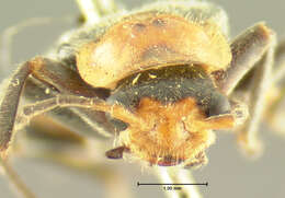 Image of <i>Telephorus grandicollis</i>