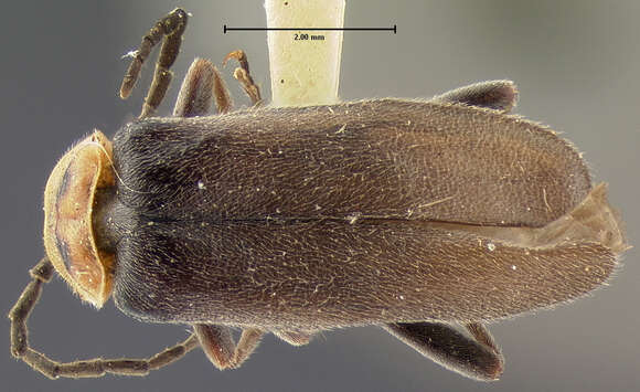 Image of <i>Telephorus alticola</i>