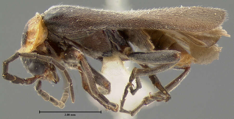 Image of <i>Telephorus alticola</i>