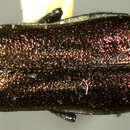 Image of <i>Agrilus niveiventris</i>