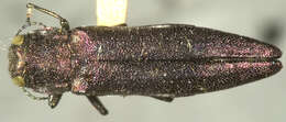 Image of Alder-birch Borer