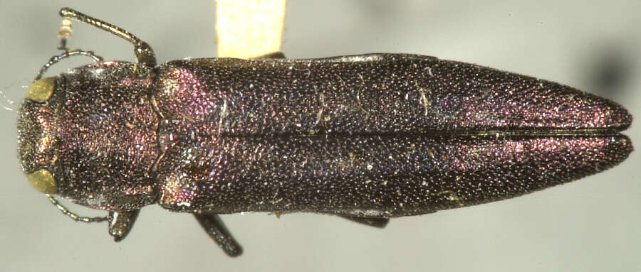 Image of Alder-birch Borer